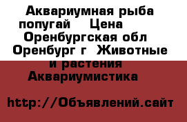 Аквариумная рыба попугай  › Цена ­ 500 - Оренбургская обл., Оренбург г. Животные и растения » Аквариумистика   